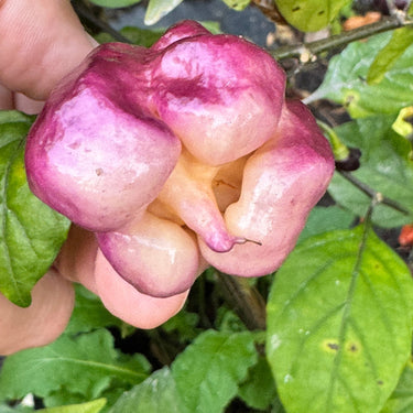 Jay's Pink Purple Ghost Scorpion - Seeds - The Pepper Pantry (Formerly Marie Sharp's)